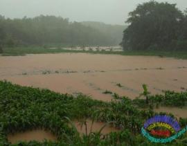 Banjiiiir,,,,Tanaman Palawija rusak tergenang air